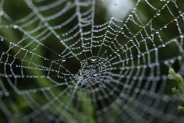 Una ragnatela in un prato fotografata con gocce di rugiada.